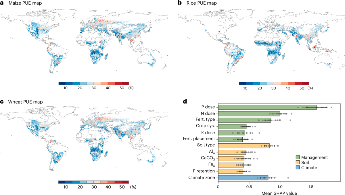 Maps of phosphorus use efficiency for maize, rice and wheat, and the relative importance of its drivers.